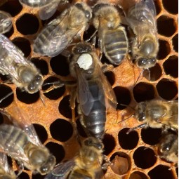 Reines 2025 Fécondées -...