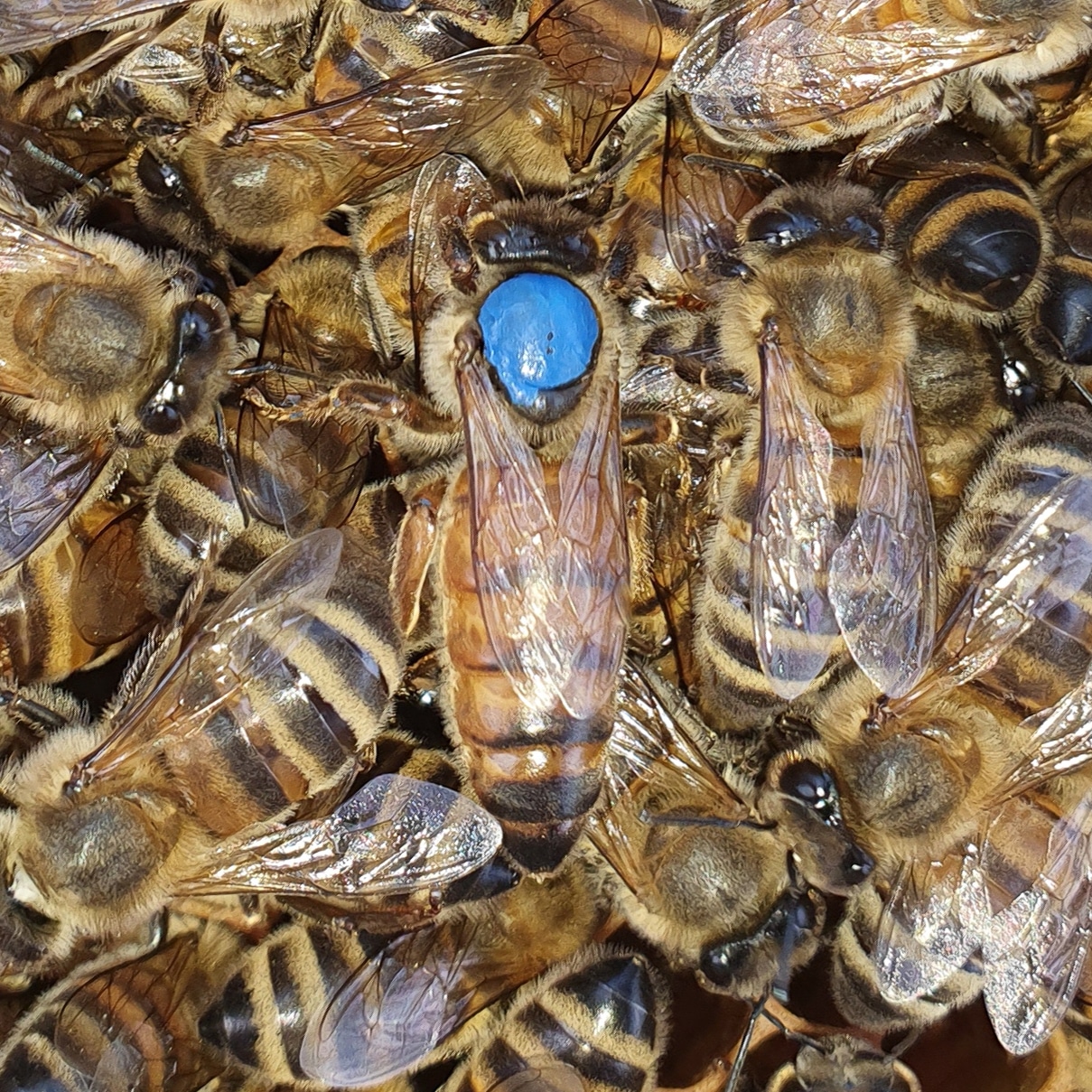 Essaims / Reines image